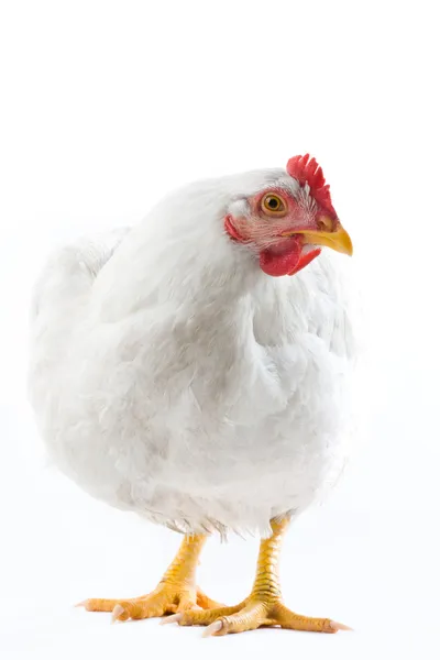 Beyaz tavuk — Stok fotoğraf