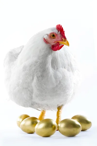 Broody hen — Stock Photo, Image