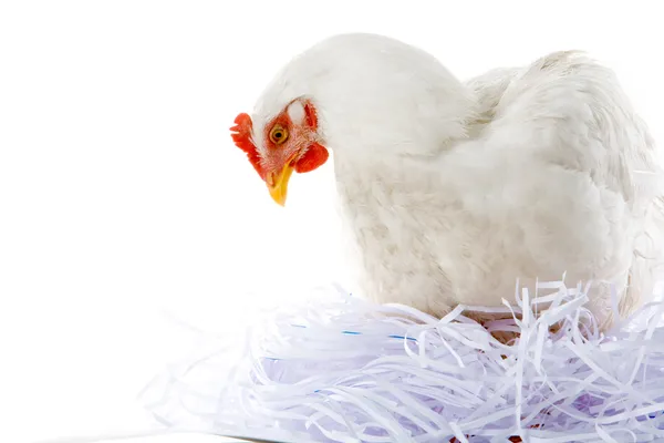 Hen in nest — Stock Photo, Image