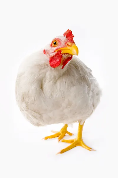 Chicken — Stock Photo, Image