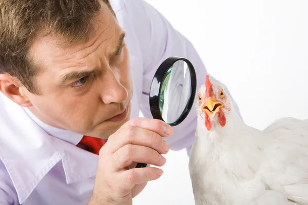 Looking at hen — Stock Photo, Image