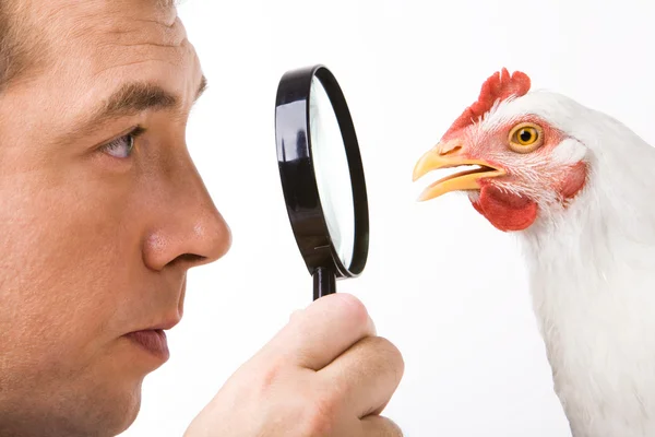 Looking at hen — Stock Photo, Image