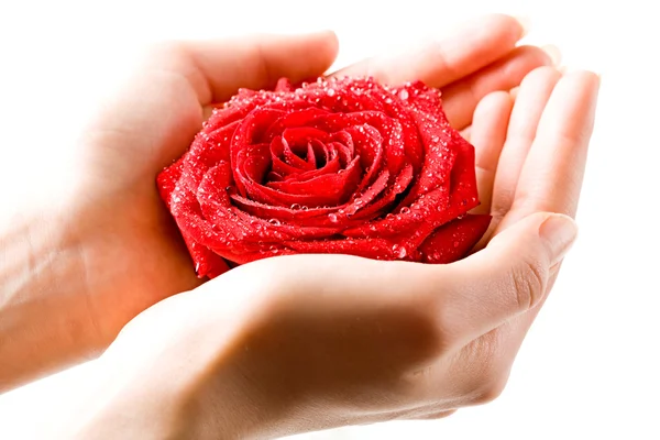 Foto de rosa roja fresca en mano femenina — Foto de Stock