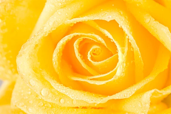 Capullo de rosa amarillo — Foto de Stock