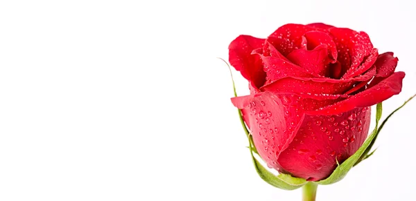 Close-up of rose — Stock Photo, Image