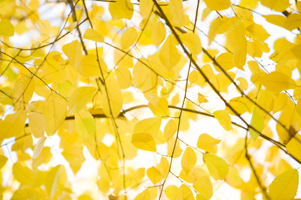 Yellow alder leaves