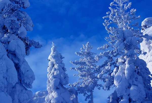 Frostiga kväll — Stockfoto