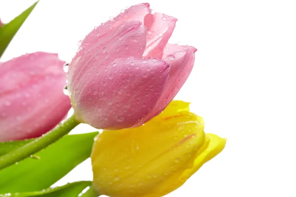 Tulipani freschi — Foto Stock
