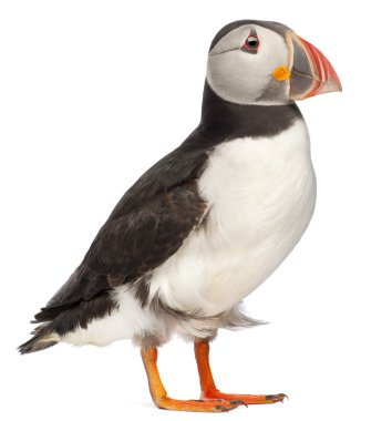 Atlantic Puffin or Common Puffin, Fratercula arctica, in front of white background clipart