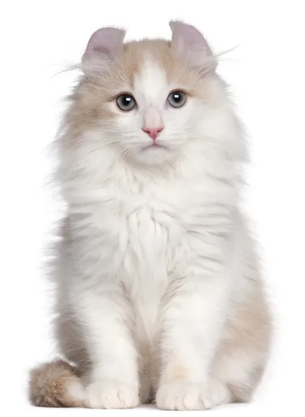 아메리칸 컬 고양이, 3 개월, 흰색 배경 앞에 앉아 — 스톡 사진