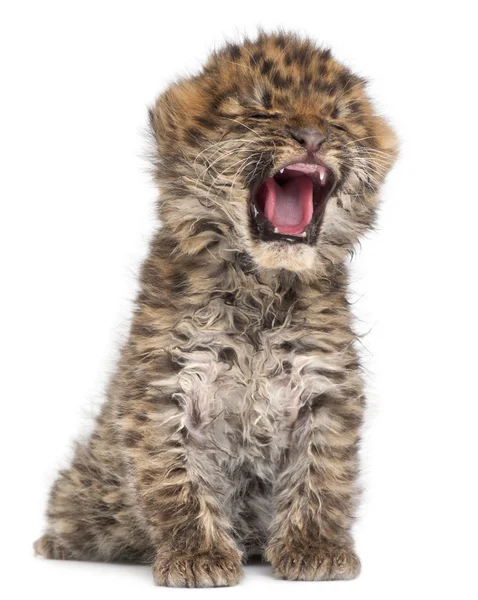 Amur leopard cub gäspningar, panthera pardus orientalis, 6 veckor gamla, — Stockfoto