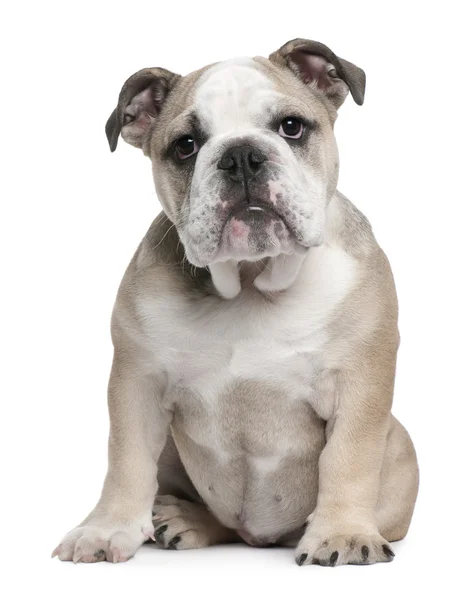 Inglés Bulldog cachorro, 5 meses de edad, sentado delante de fondo blanco —  Fotos de Stock