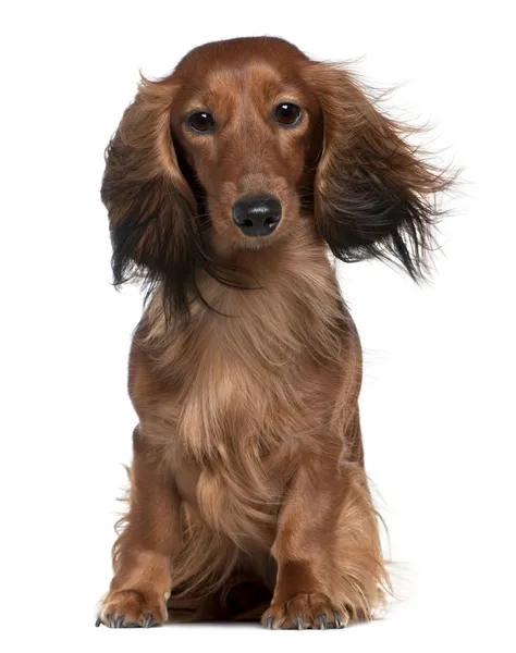 Teckel met zijn haren in de wind, 2 jaar oud, zit op witte achtergrond — Stockfoto