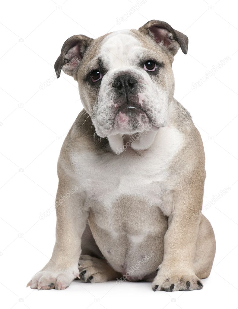 English Bulldog puppy, 5 months old, sitting in front of white background