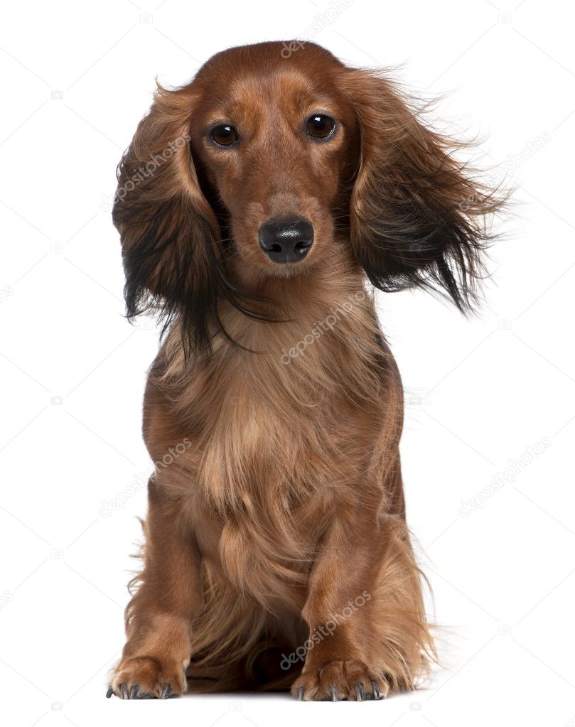 Dachshund with his hair in the wind, 2 years old, sitting in front of white background