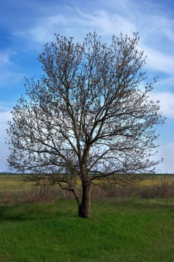 Bare tree in spring clipart