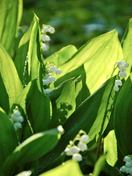 stock image Background with fresh lily of the valley flowers