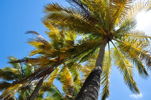 Varma tropiska solen lyser igenom bladen av palmer Stockfoto