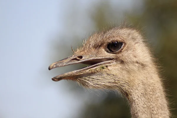 stock image Detail of the head of an ostrich