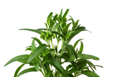 Steviaplant isolated on a white background clipart