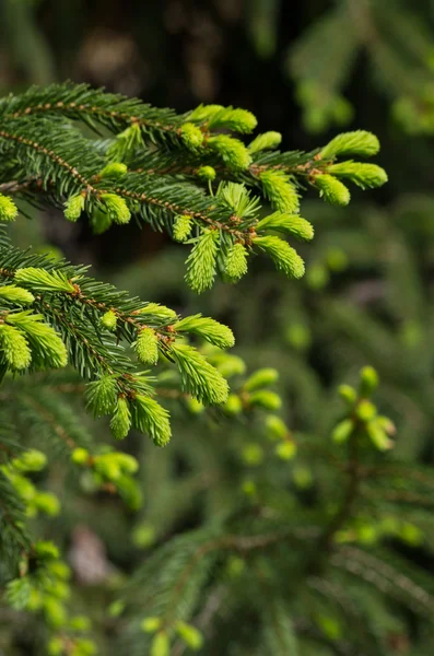 Stock image Fir branch with fresh sprouts