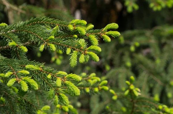 stock image Spruce branch with fresh sprouts