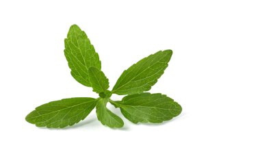 Stevia leaves clipart
