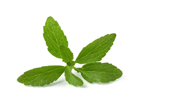 Folhas de Stevia — Fotografia de Stock