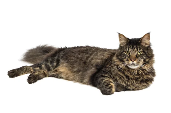 Maine coon cat in black tabby 1 — Stock Photo, Image