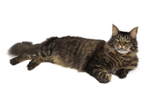 Maine coon cat in black tabby 2 — Stock Photo, Image