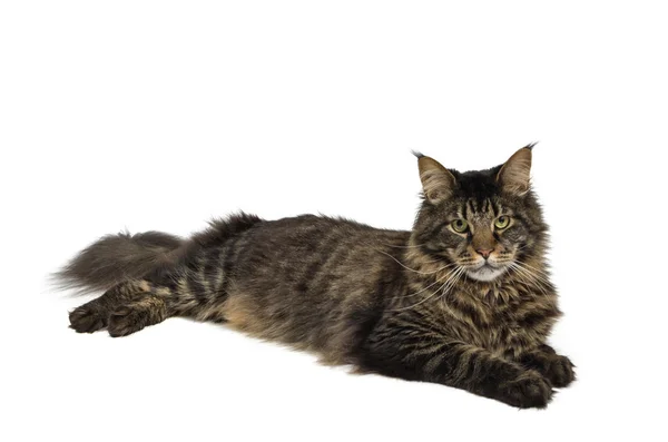 Maine coon cat in black tabby 3 — Stock Photo, Image