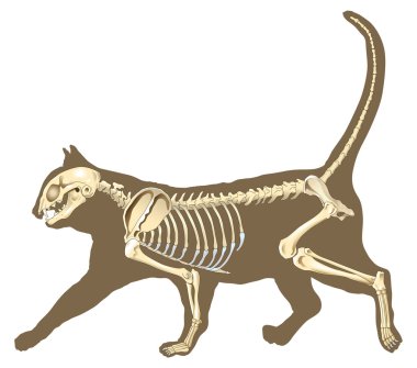 Cat skeleton clipart