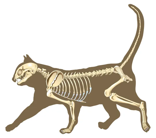 猫の骨格 — ストックベクタ