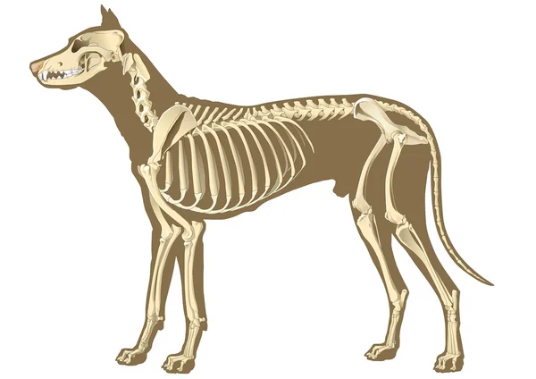 犬の骨格 — ストックベクタ