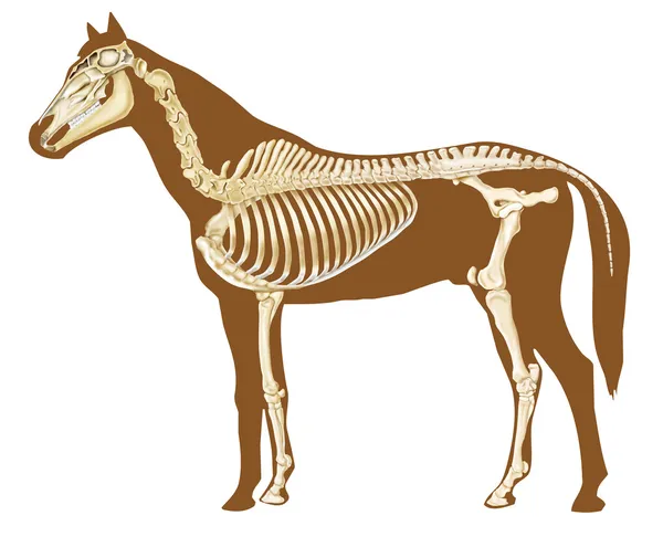 Equinos Cabeça Frontal - Esboço, Crânio e Contorno - Anatomia de Animais ( Cavalo) 