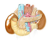 břicho a souvisejících orgánů