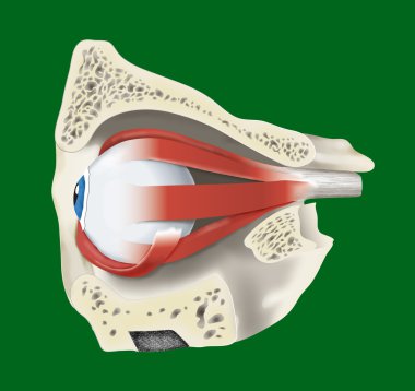 Anatomic illustration of an eye clipart