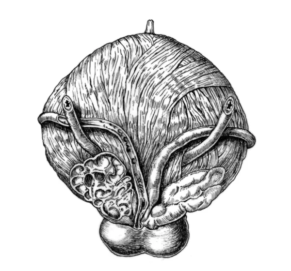 Анатомічна ілюстрація сечового міхура — стокове фото