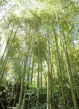 Bambu ormanı