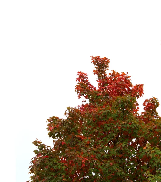 stock image Isolated Fall Tree Top