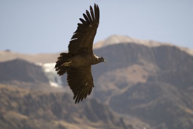 Condor adlı colca Kanyon - peru