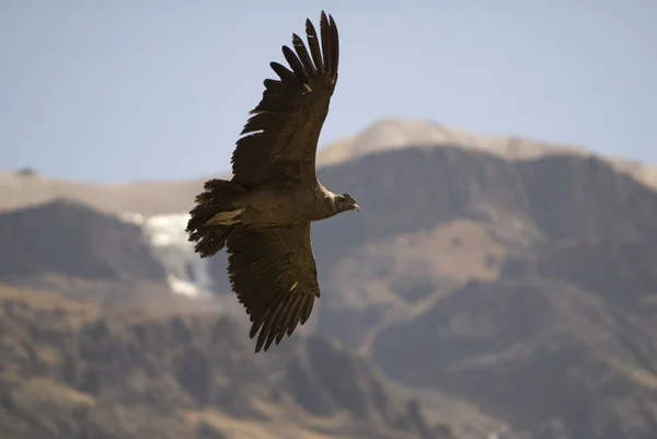Condor bij colca canyon - peru Stockfoto