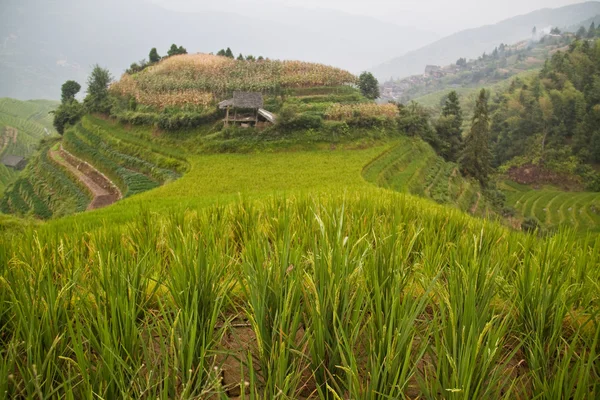 Ryż tarasie guanxi — Zdjęcie stockowe