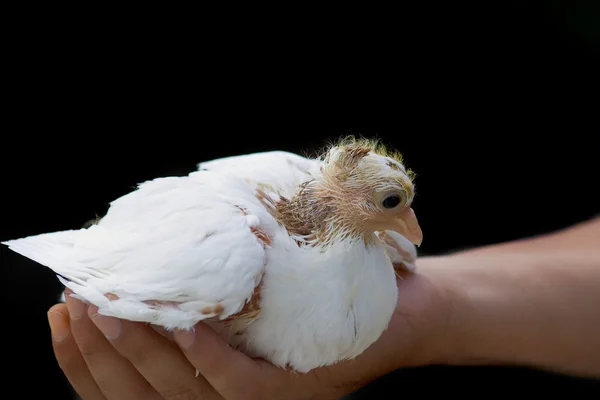Chick dove — Stock Photo, Image