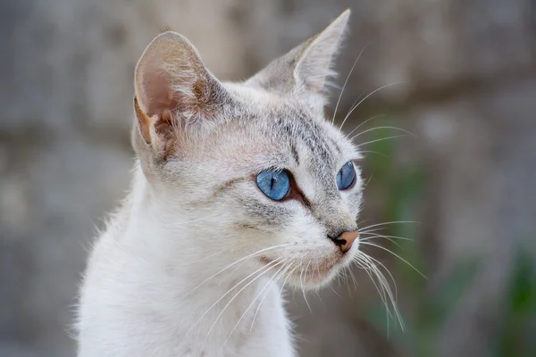 Gatto dagli occhi azzurri — Foto Stock