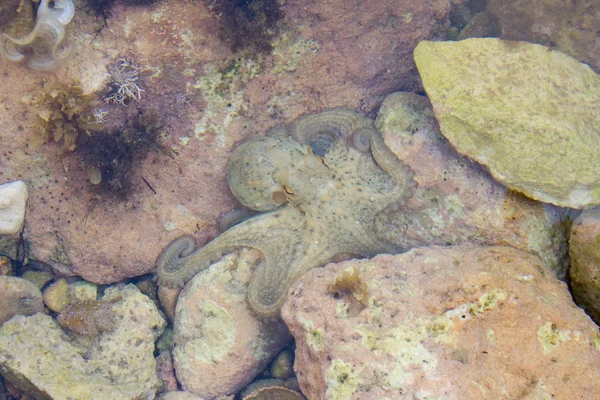 stock image Octopus on the rocks