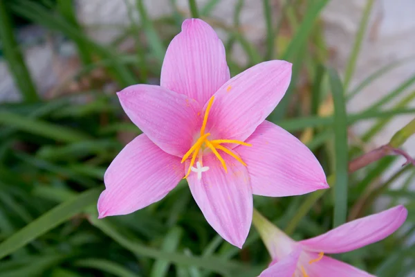 stock image Pink flower