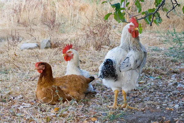 雌鶏および鶏 ストックフォト