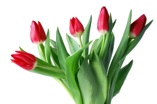 Tulipa vermelha em branco — Fotografia de Stock