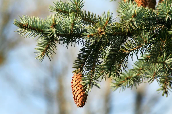 Stock image Spruce paw with a cone